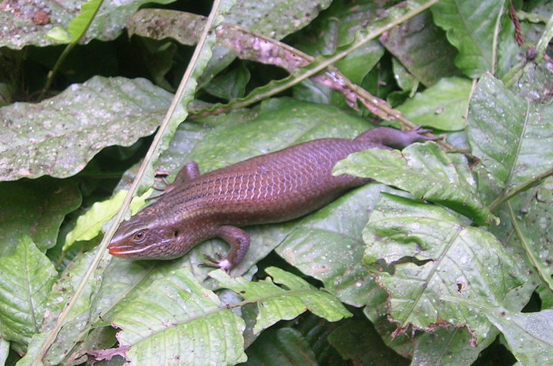 Eutropis. Wikimedia Commons